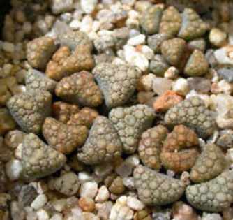 Titanopsis Hugo Schlechteri - Dorinte