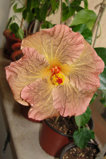 hibiscus Topaz Glory