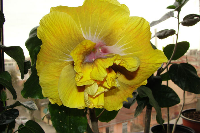 hibiscus Time for Magic