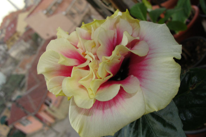 hibiscus Royal Crown