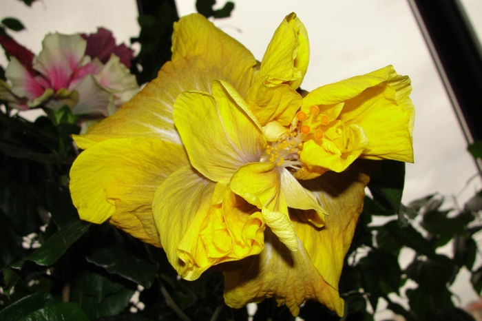 hibiscus Time for Magic