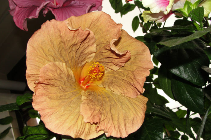 hibiscus Topaz Glory