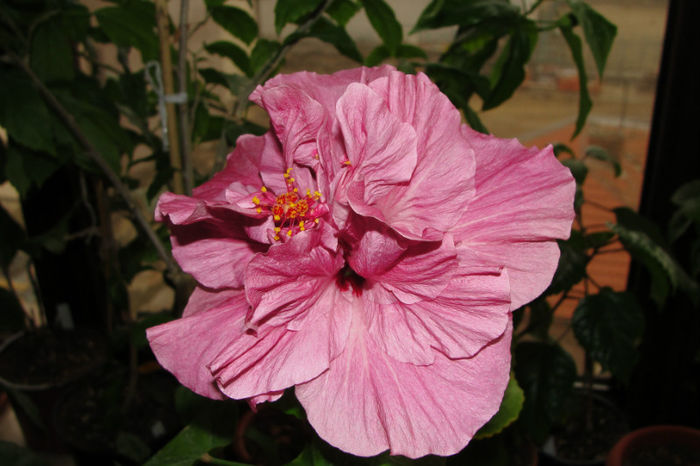 hibiscus Linda Pearl