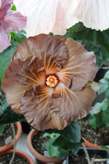 hibiscus Suntan