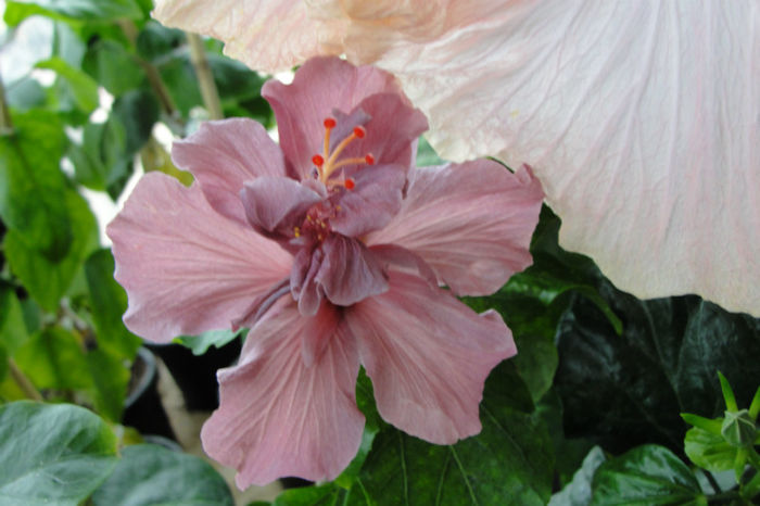hibiscus Blue Diamond