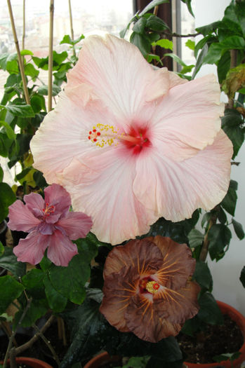 hibiscus Acadian Spring