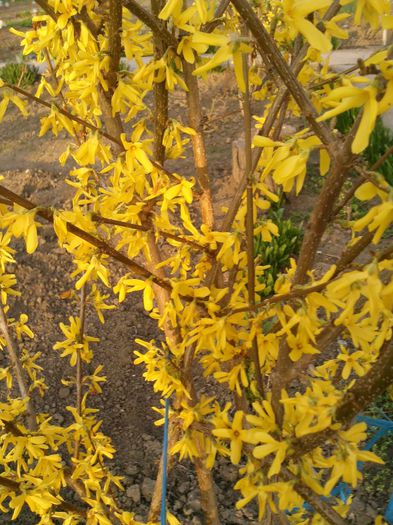 1.04.2013 - 2013 forsythia- ploaie de aur