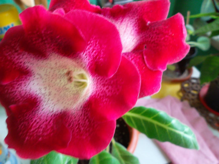 Frumoasa tigrina red