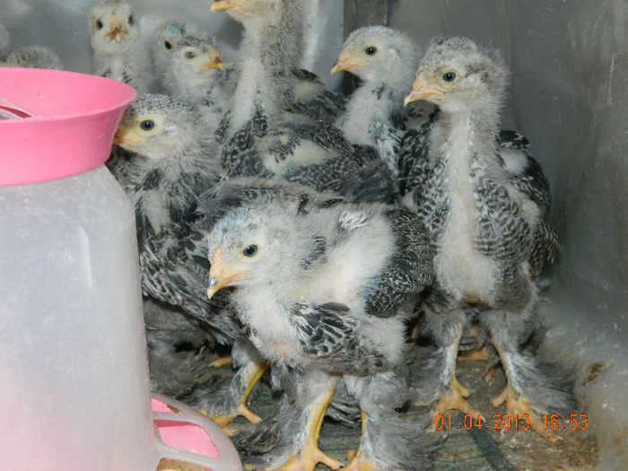 BHI; Avem 28 de zile ...
