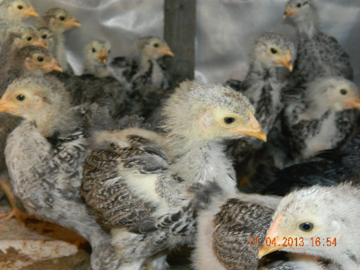 BHI; Avem 28 de zile ...
