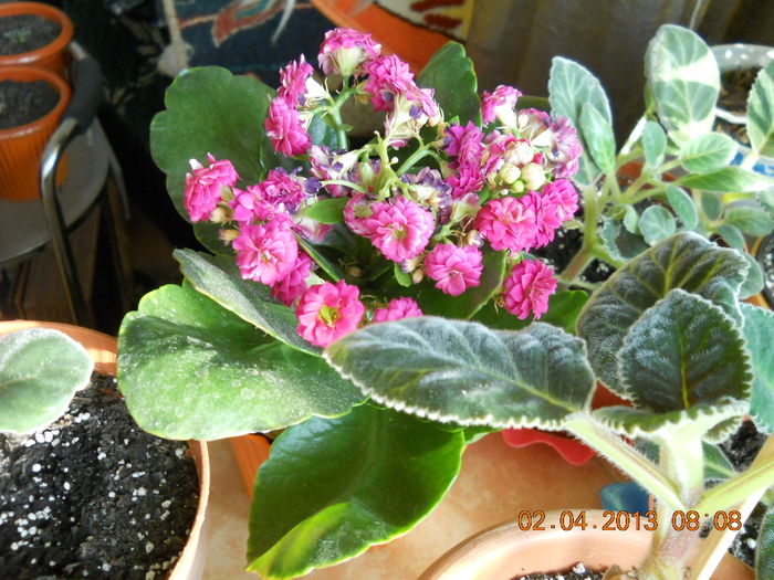 kalanchoe