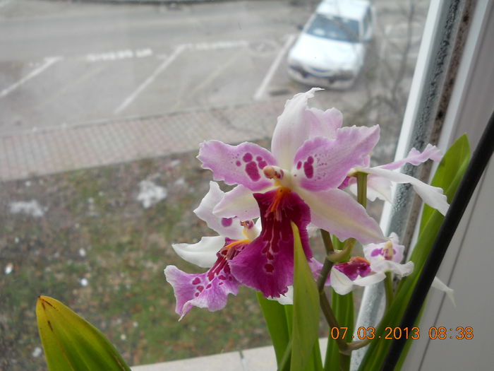 orhidee - APRILIE 2013
