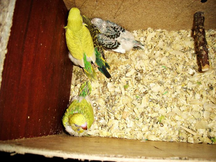 5.. - 4-PERUSI MATCA