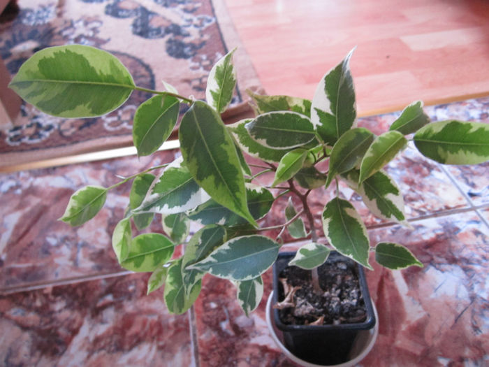 Picture 003 - floricele