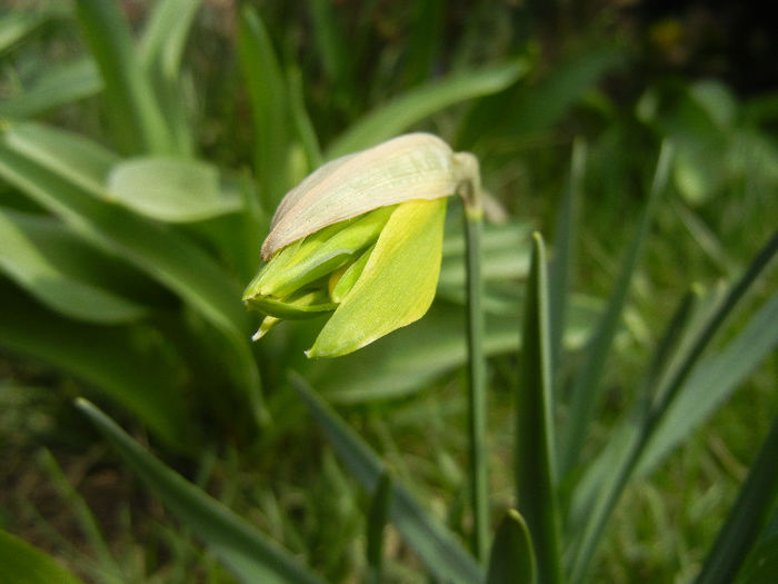 Daffodil Rip van Winkle (2013, April 02) - Narcissus Rip van Winkle