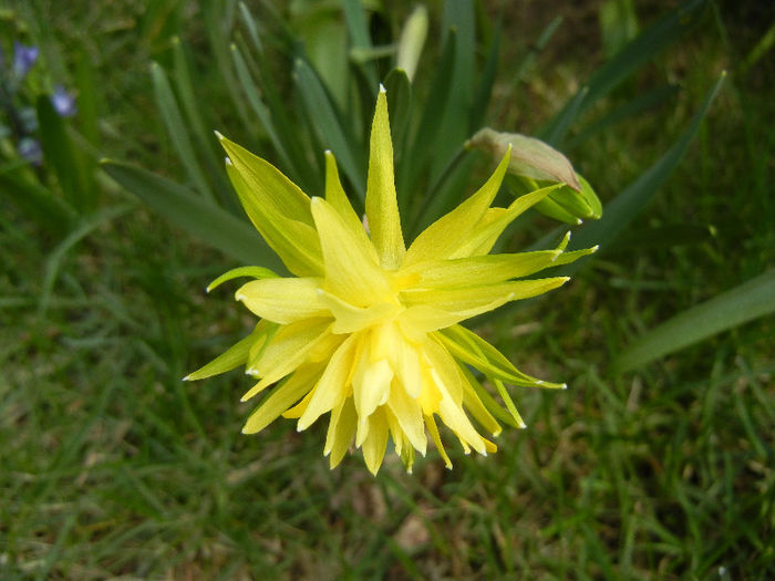 Daffodil Rip van Winkle (2013, April 02) - Narcissus Rip van Winkle