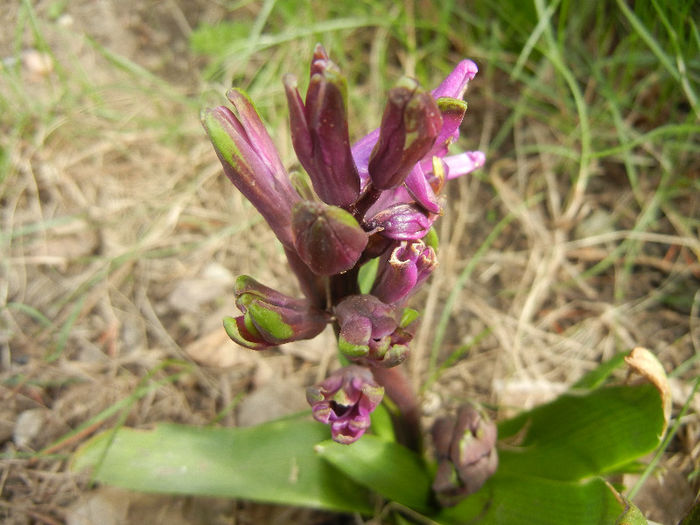 Hyacinth Amethyst (2013, April 02)