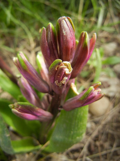 Hyacinth Amethyst (2013, April 02)