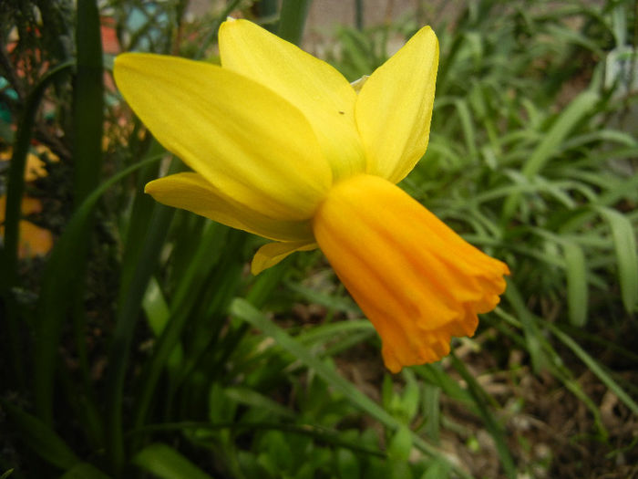 Narcissus Jetfire (2013, April 02)