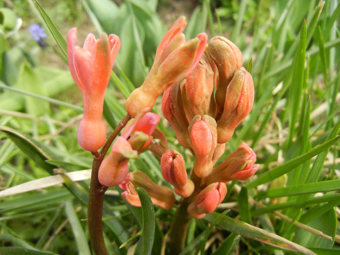 Hyacinth Jan Bos (2013, April 02)