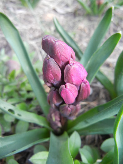 Hyacinth Woodstock (2013, April 02) - Hyacinth Woodstock