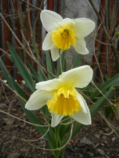 Narcissus Ice Follies (2013, April 02) - Narcissus Ice Follies