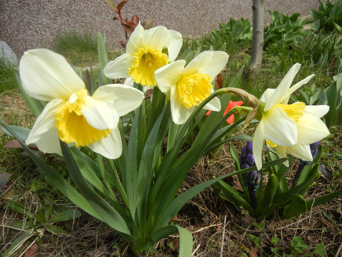 Narcissus Ice Follies (2013, April 02) - Narcissus Ice Follies