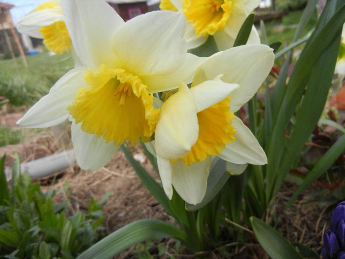 Narcissus Ice Follies (2013, April 02)