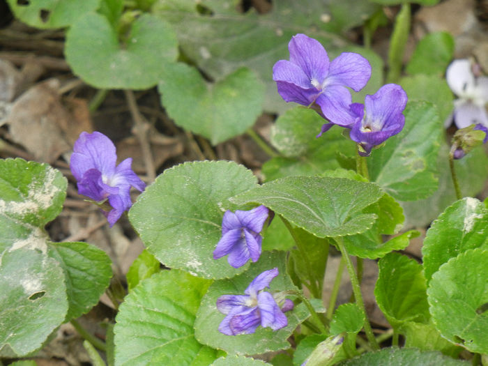 Sweet Violet (2013, April 02) - SWEET VIOLET