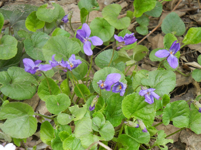 Sweet Violet (2013, April 02)