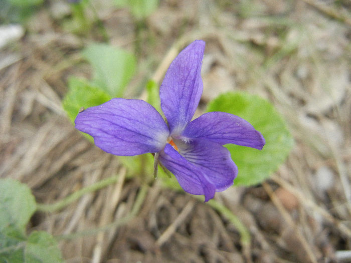 Sweet Violet (2013, April 02)