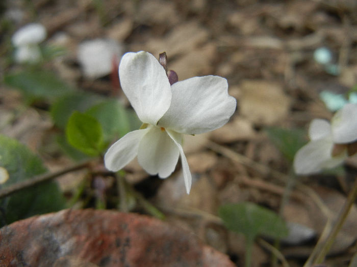 Sweet White Violet (2013, April 02) - SWEET VIOLET White