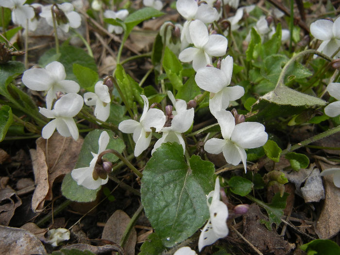 Sweet White Violet (2013, April 02) - SWEET VIOLET White