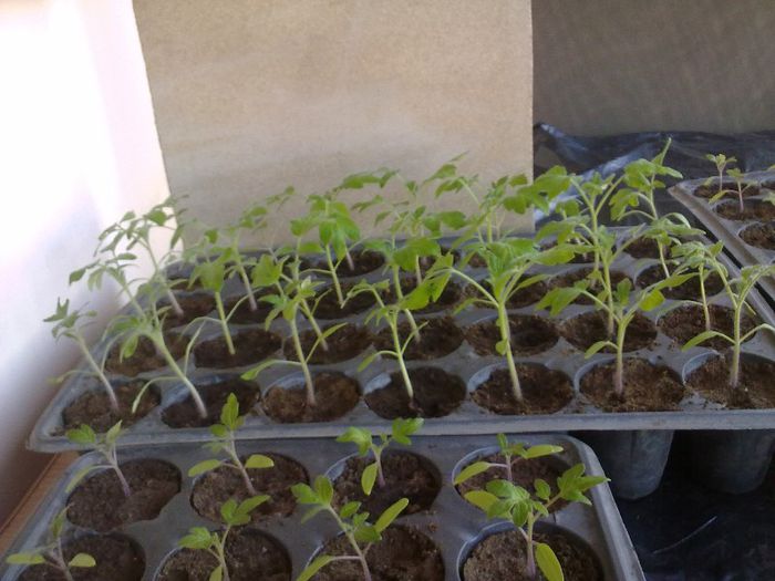 010420131207 - s legume 2013