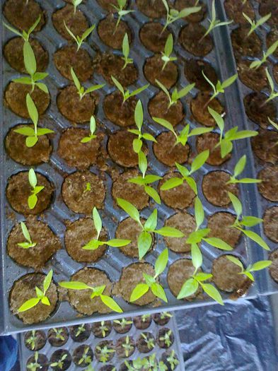 010420131218 - s legume 2013