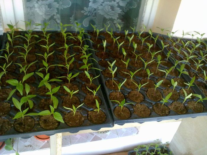 010420131220 - s legume 2013