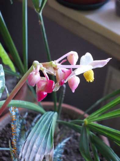 begonia rex metalica-floare - aprilie 2013