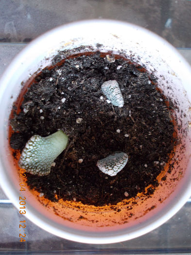 2 aprilie 2013-flori 059 - aprilie 2013