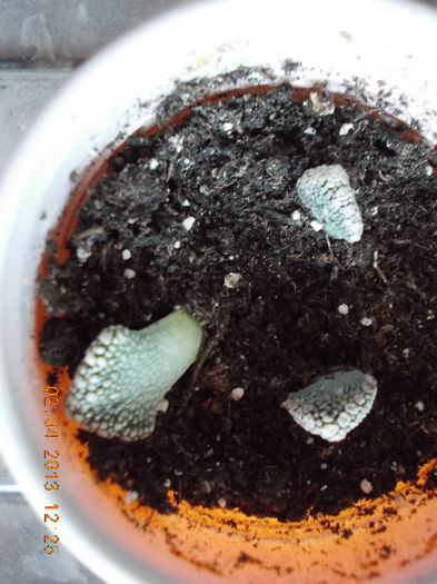 titanopsis calcarea - aprilie 2013