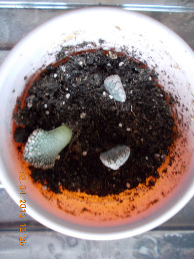 2 aprilie 2013-flori 063 - aprilie 2013