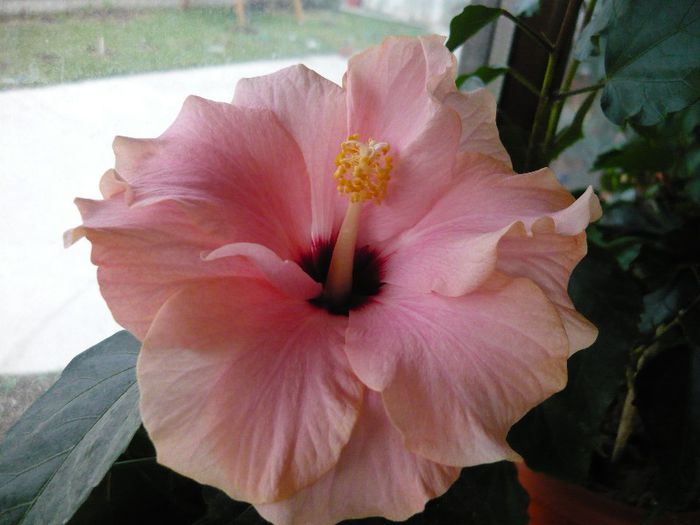 Picture 1182 - x 2013 Hibiscus rosa sinesis