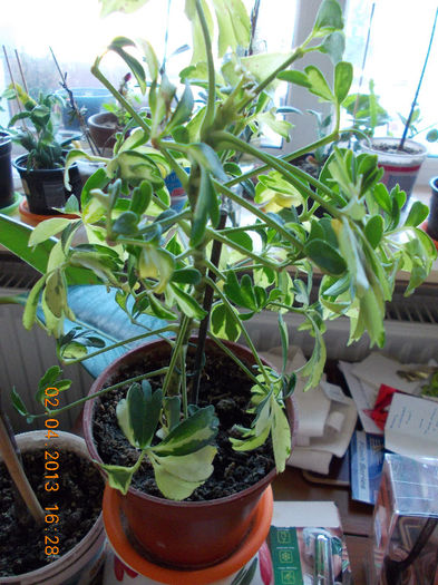 2 aprilie 2013-flori 090 - aprilie 2013