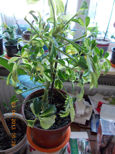 schefflera arboricola - aprilie 2013