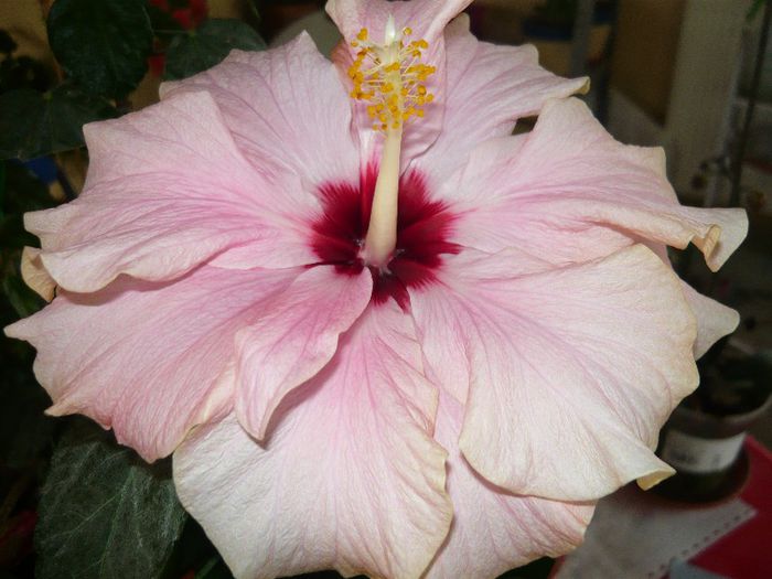 Picture 1198 - x 2013 Hibiscus rosa sinesis