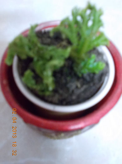 selaginella-strutisor - aprilie 2013