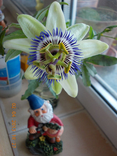 passi coeru-LIA...!:) - aprilie 2013