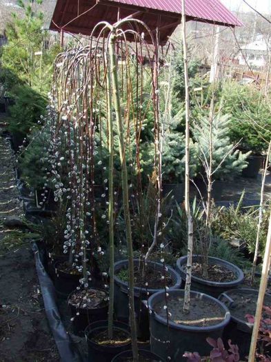 salix pendula 75 ron