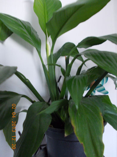 2 aprilie 2013-flori 043 - spathiphyllum wallisii