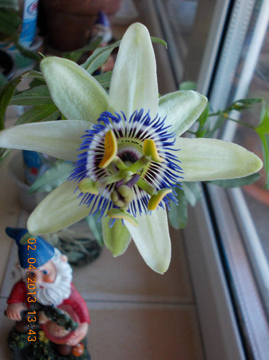 2 aprilie 2013-flori 075