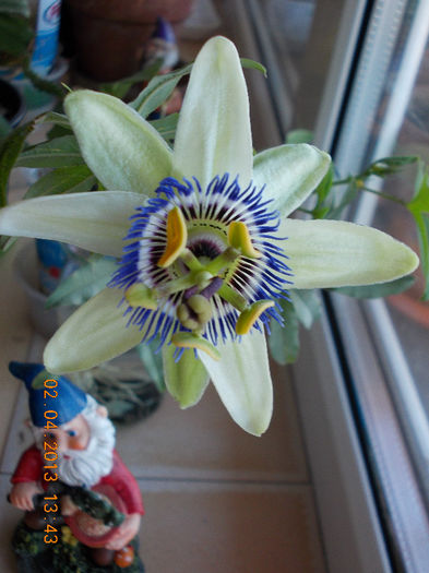 2 aprilie 2013-flori 075 - passiflora caerulea